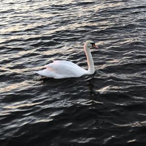 Mute Swan