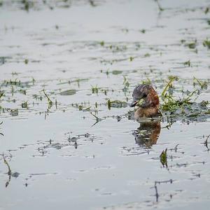 Little Grebe