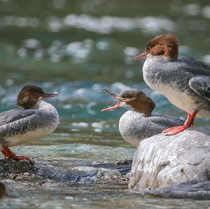 Common Merganser