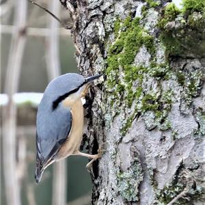 Wood Nuthatch