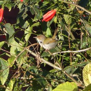 Common Tailorbird