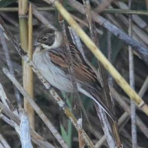 Reed Bunting