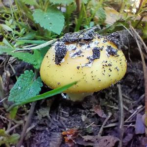 Gemmed Amanita