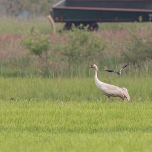 Common Crane