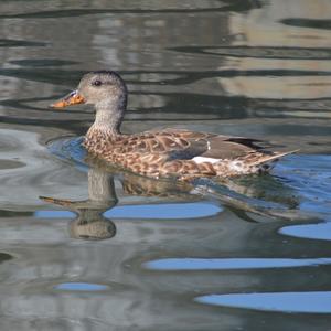 Gadwall