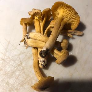 Chanterelle, Common