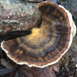 Turkey-tail