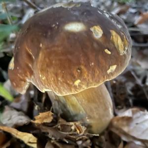 Summer Bolete