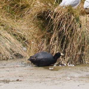 Slate-coloured Coot