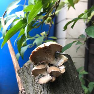 Oyster Mushroom