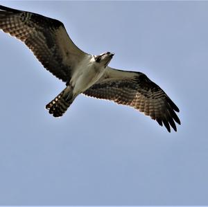 Osprey