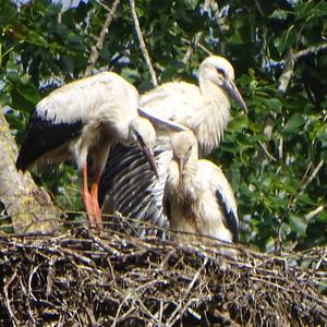 White Stork