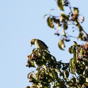 Blackcap