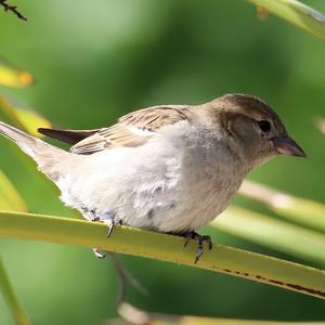 House Sparrow