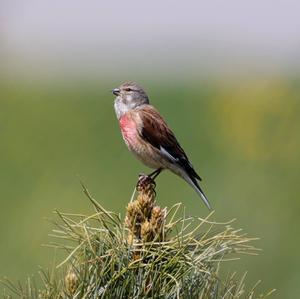 Eurasian Linnet