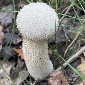 Gem-studded Puffball