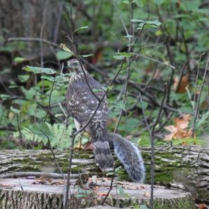 Cooper's Hawk