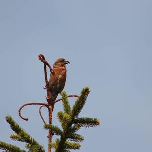 Red Crossbill