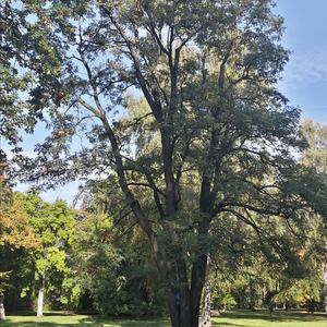 Black Locust