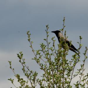 Hooded Crow