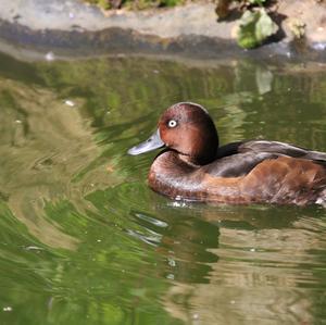 Ferruginous Duck