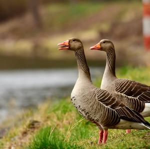 Greylag Goose