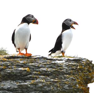 Atlantic Puffin