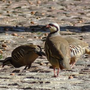 Red-legged Partridge