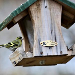 Eurasian Siskin