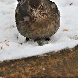 Eurasian Blackbird