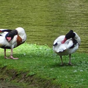 Common Shelduck