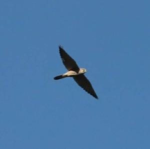 Common Kestrel