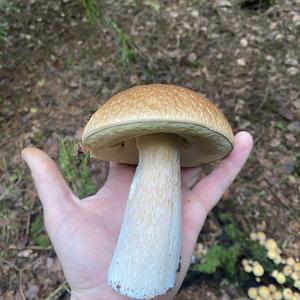 Summer Bolete