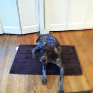 Pointer (German Shorthaired)