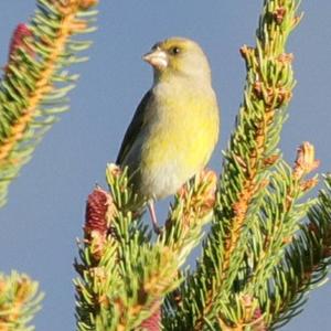 European Greenfinch