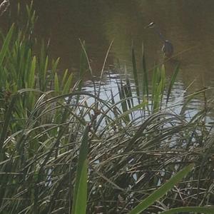 Squacco Heron