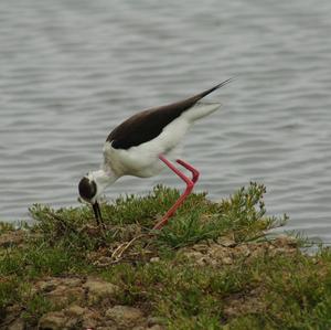 Black-winged Stilt