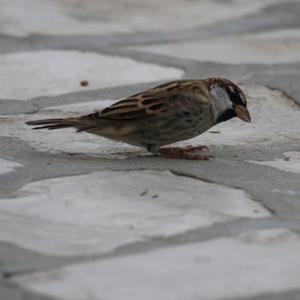 Spanish Sparrow