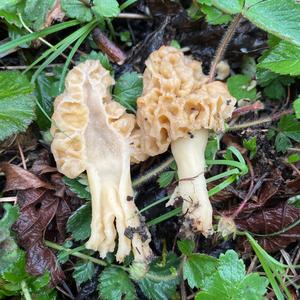 Yellow Morel