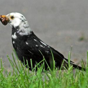 Eurasian Blackbird