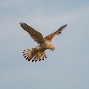 Common Kestrel