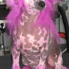 Chinese Crested Dog