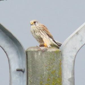 Common Kestrel