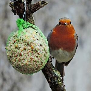 European Robin