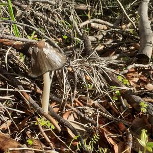 Shaggy Mane