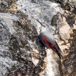 Wallcreeper