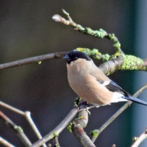 Eurasian Bullfinch