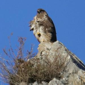 Common Buzzard