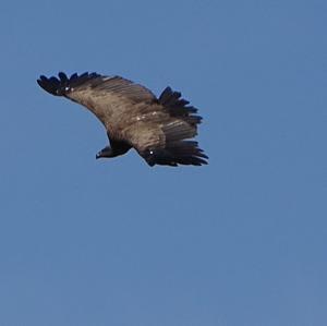 Cape Vulture