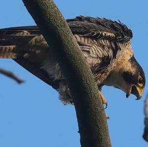 Eurasian Hobby